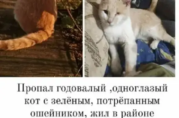 Кошки потеряшки, Армавир, фото: Потеряшка кошка на улице Халтурина, 240А, Армавир.