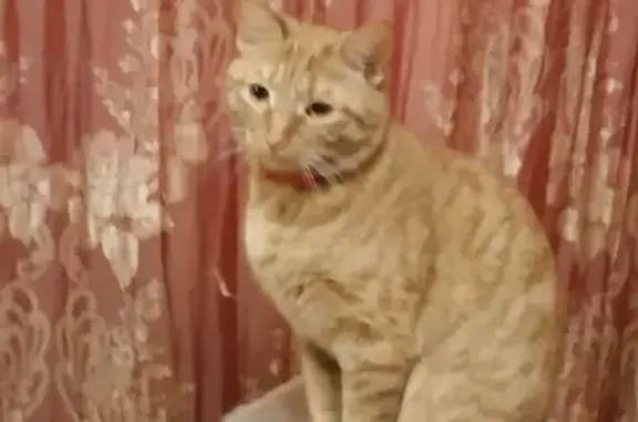 Кошки потеряшки, Ярославль, фото: Потеряшка кошка на Ленинградском проспекте, Ярославль