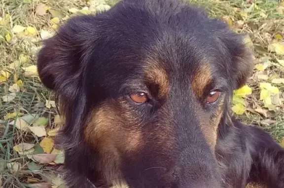 Пропала собака Буся на Заовражном, Тобольск