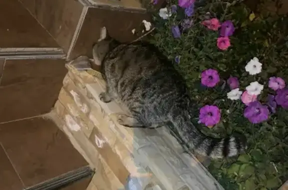 Найдена кошка на Кастринской, Чита
