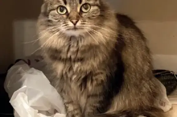 Потерянные животные Москва, фото: Пропала кошка на Голубинской 29/3, кличка Бося или Босния