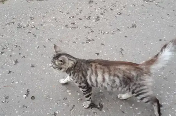 Найдена домашняя кошка на Осеннем бульваре, Москва