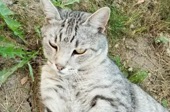 Пропала британская кошка с Родниковой улицы, вознаграждение гарантировано