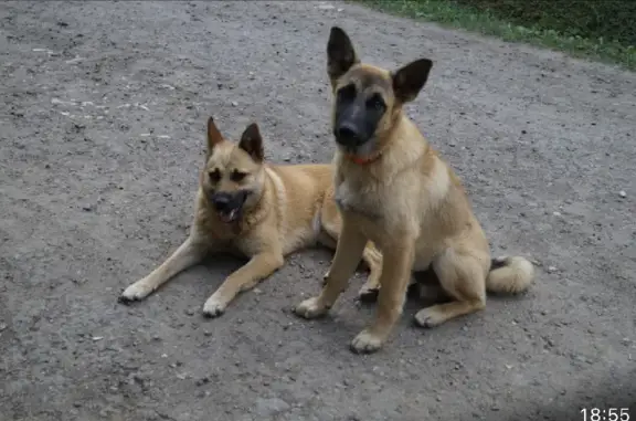 Пропали две собаки в Манушкино, Чеховский район