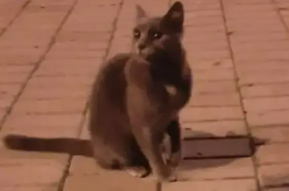 Найдена серая кошка на ул. Твардовского, 22, Балашиха