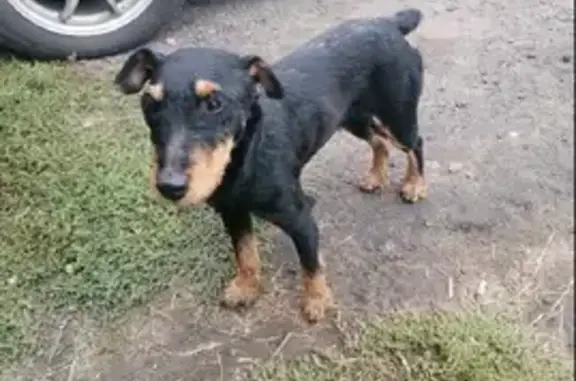 Найдена собака в Скатинском сельсовете