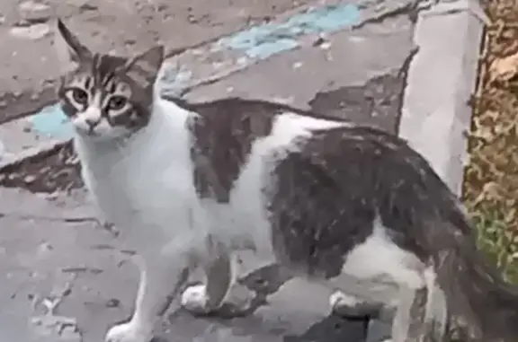 Найдена домашняя кошка на улице Обручева 12