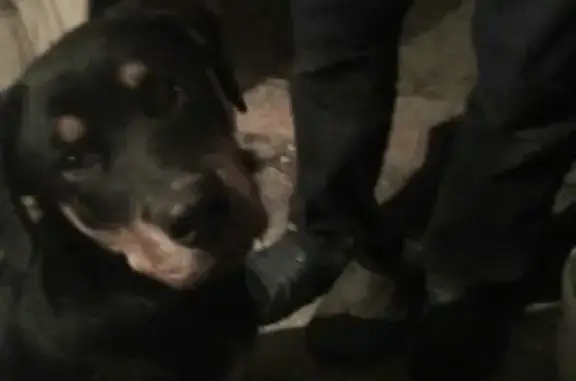 Собака найдена на Центральной улице, Стрелецкое