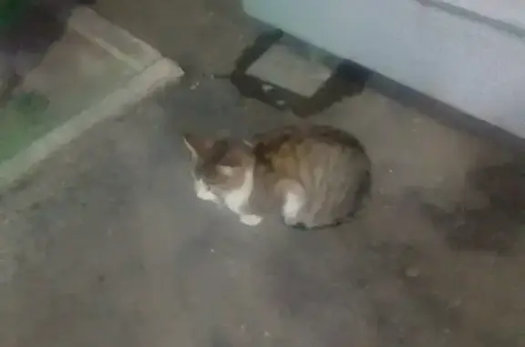 Найдена кошка на Победы, 14, Оренбург.