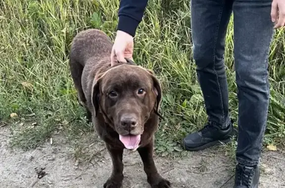 Собака Лабрадор найдена в Сыктывкаре, 2-й проезд