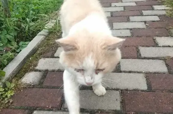 Найден рыжий кот в Москве, нуждается в уходе и осмотре ветврача
