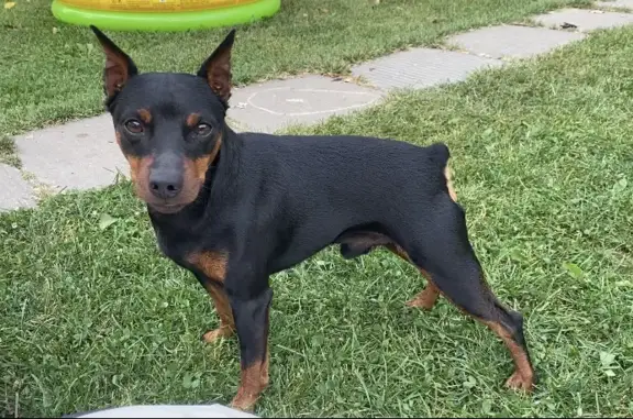 Собаки потеряшки, Москва, фото: Потеряшка Цвергпинчер на Центральной, 42