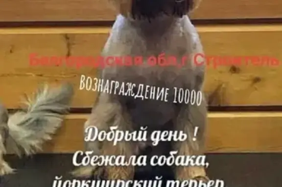 Пропала собака в Белгородской области: йоркширский терьер, 7 лет, надорванный язычок