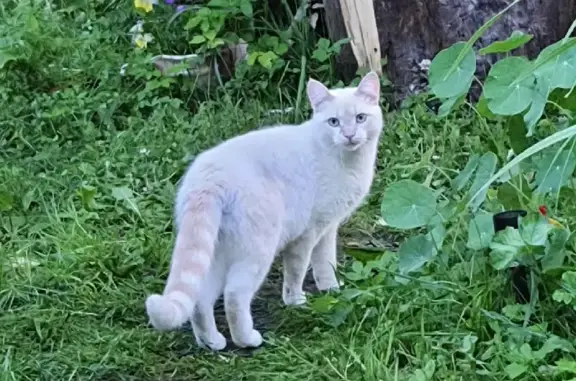 Потерянные животные Москва, фото: Пропала кошка Патрик на улице Тюленева, 31, Москва