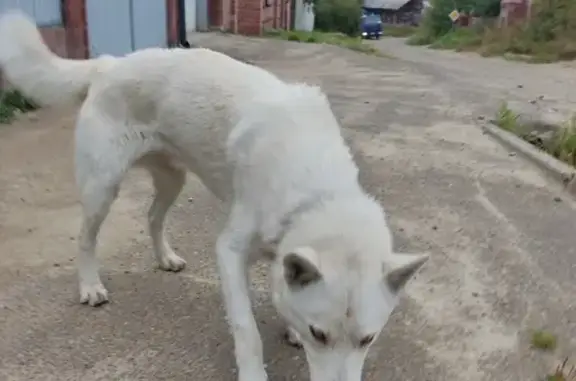Найден белый пес на ул. Просторная, 24, Иркутск