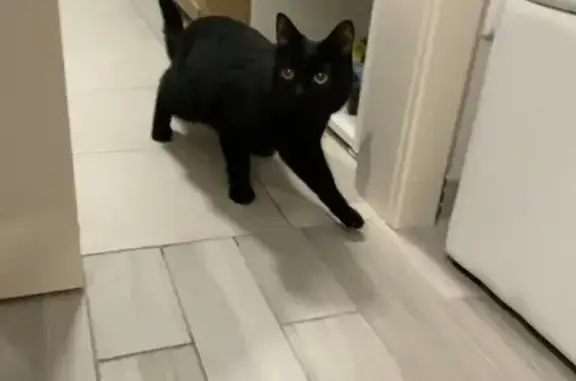 Найдена кошка, Москва, фото: Чёрная ласковая кошка на Автозаводской, 23Б к2, Москва