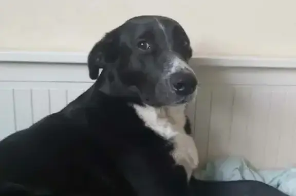 Собаки потеряшки, Москва, фото: Потеряшка собака на Поречной улице, вознаграждение!