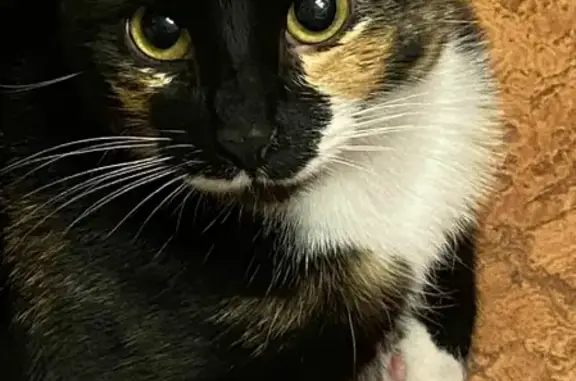 Кошки потеряшки, Санкт-Петербург, фото: Потеряшка кошка Фишка на пр. КИМа, 30