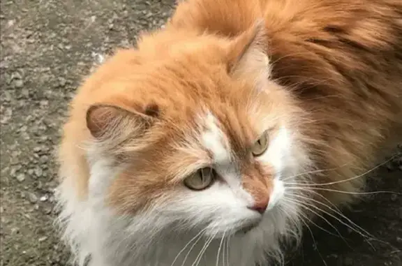 Пропала кошка Гоша на даче в Новокузнецке