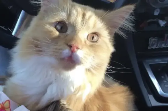 Кошки потеряшки, Москва, фото: Потеряшка кот в Шатуре, 5 лет, рыжий, 89162236630