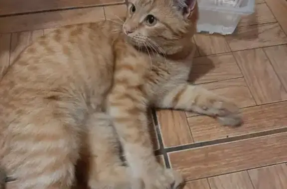 Найден рыжий котенок на ул. 3-я Пятилетка, Ивантеевка.