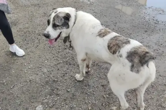 Найдена собака на Ростовском шоссе в Краснодаре