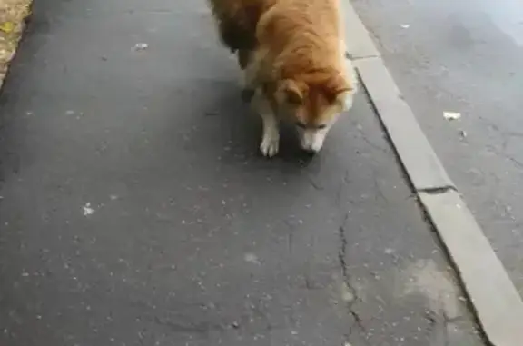 Собака бегает по Чертановской улице, Москва