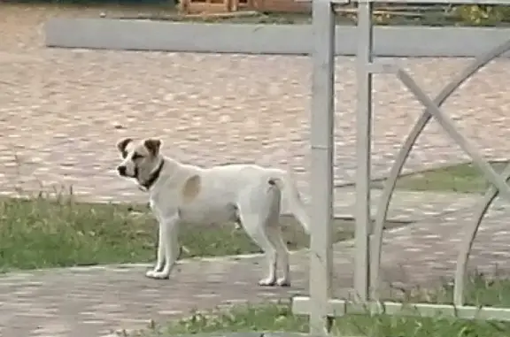 Найдена собака на ул. Трунова (кинотеатр Ставрополец)