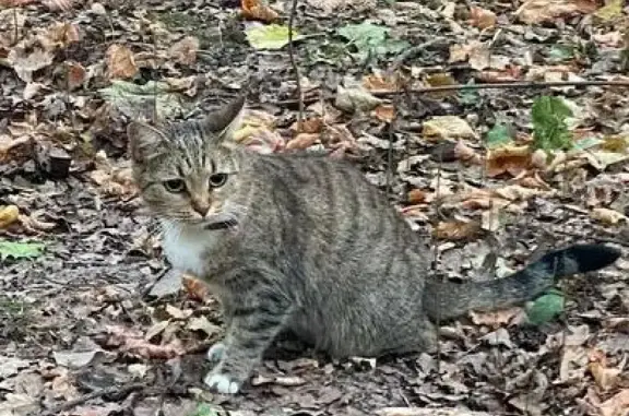 Кошка найдена в Филевском парке, ул. Полосухина, Москва