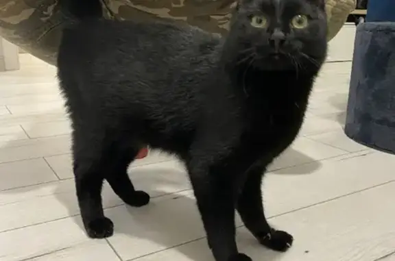 Найден чёрный кот возле метро Автозаводская, ул. Автозаводская 23Б к2