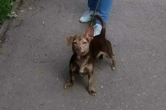 Пропала собака на улице 4-й Пятилетки, 38, Серов
