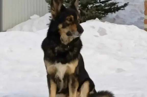 Пропала собака Джек в Новомосковске