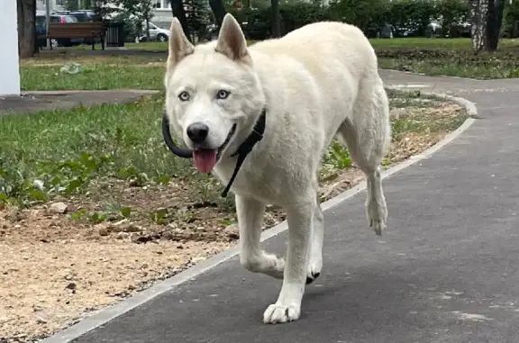 Собака найдена: Ясный проезд, 11А, Москва
