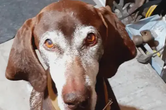 Собака Курцхаар найдена в Медвежьегорском районе Карелии