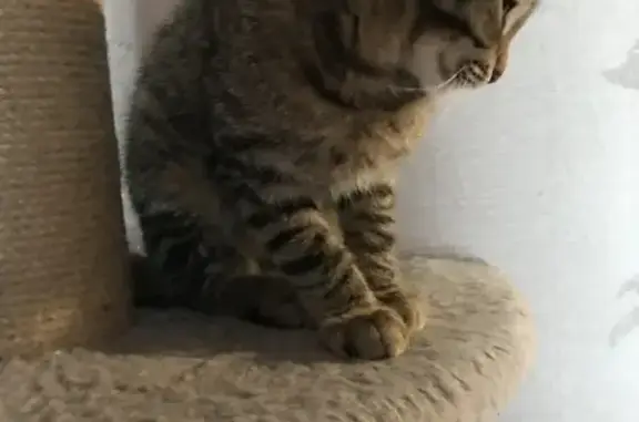 Найдена в Садовой кошка Кошечка, ищет новый дом