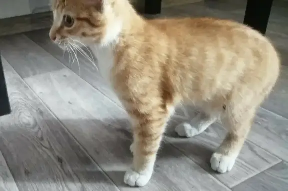Кошка спасена на Венской, 15 в Новосибирске