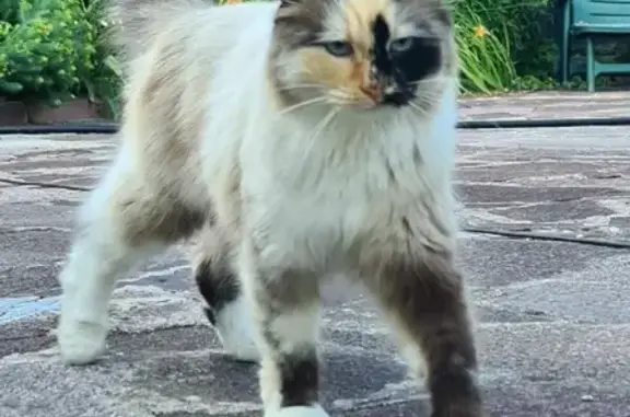 Пропала сибирско-персидская кошка в Дмитрове