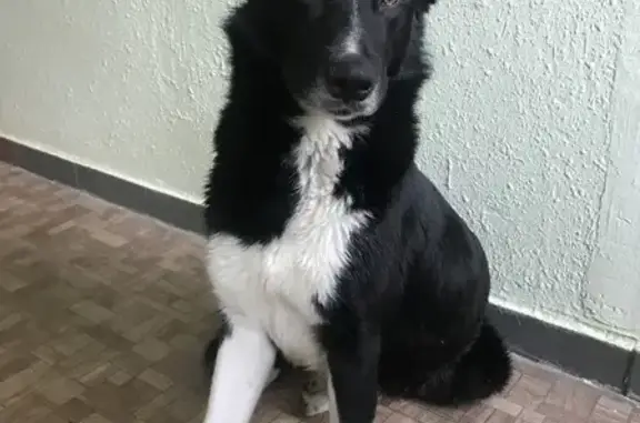 Объявления о пропавших и найденных животных, Москва, фото: Собака на Южнобутовской, Москва, с металлическим ошейником.