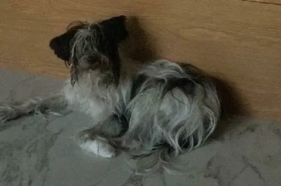 Собаки потеряшки, Санкт-Петербург, фото: Потеряшка китайская хохлатая пуховка Лилу на ул. А. Матросова, 20 к2, СПб