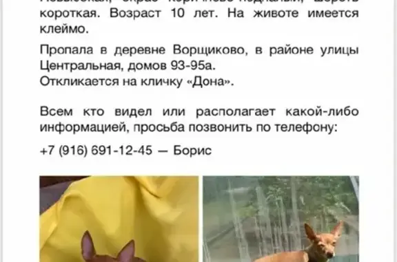 Пропала собака Той-терьер в Ворщиково, МО
