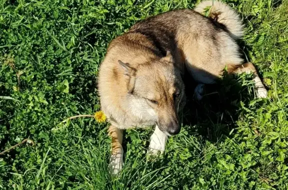 Найдена ласковая собака в Бавыкино, Наро-Фоминский район
