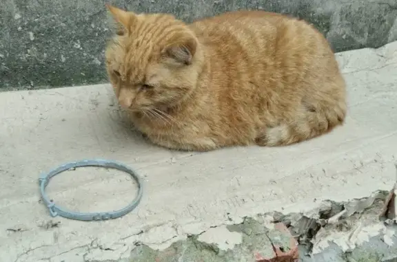 Найдена кошка на Лиговском проспекте, 76