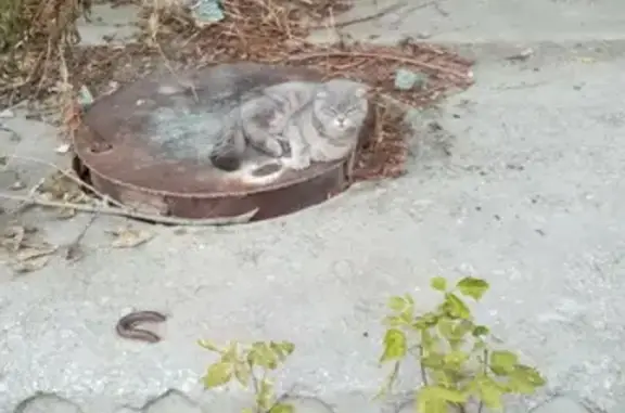 Найдена вислоухая кошка на Даниловской улице в Екатеринбурге