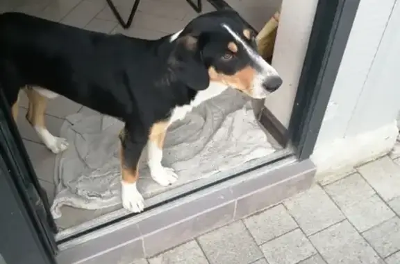 Собака найдена на ул. Калинина, 309 в Лабинске
