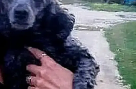 Пропала собака Пудель на Комсомольской улице