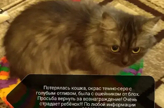 Пропала кошка на Артиллерийской, Кемерово