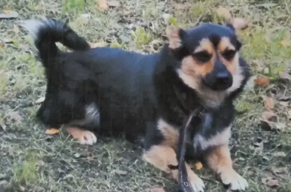 Пропала собака Тоша в Серпейске, Калужская область