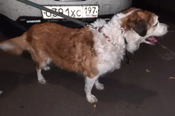 Собака без меток на Керамическом проезде, Москва