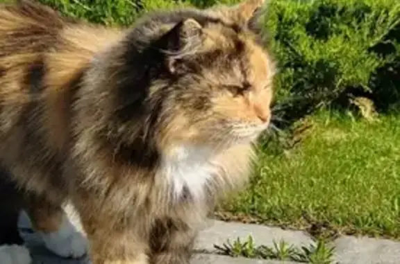 Найдена кошка в Серпухове, ищем добрых хозяев 🐱