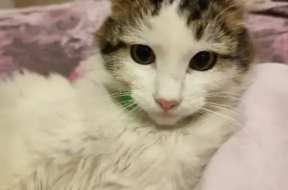 Найдена кошка на Совнаркомовской, 26